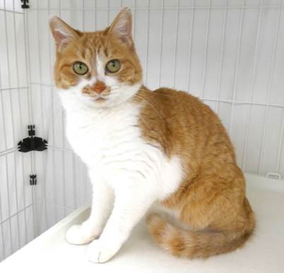 譲渡猫情報第C25051号