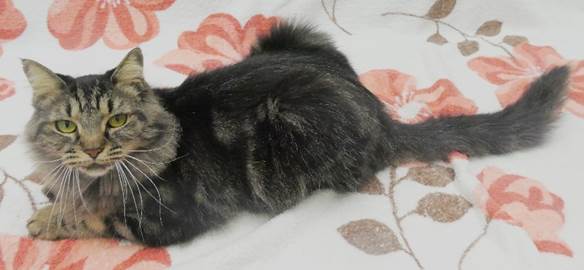 譲渡猫情報第C25060号