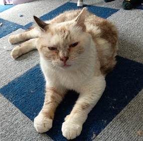 保護猫情報第C25066号
