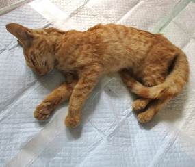 保護猫情報第C25072号