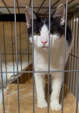 保護猫情報第C25073号