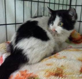 保護猫情報第C25077号