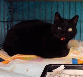 保護猫情報第C25078号