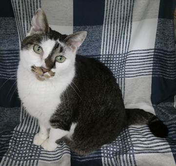 譲渡猫情報第C25080号(1)