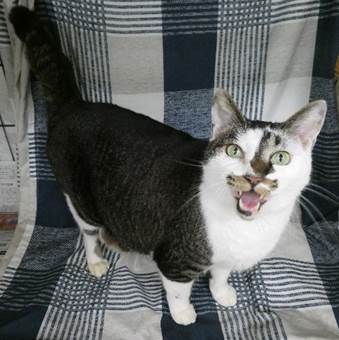 譲渡猫情報第C25080号(2)