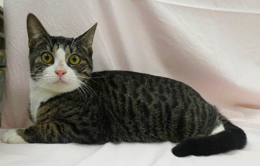 譲渡猫情報第C25082号(1)