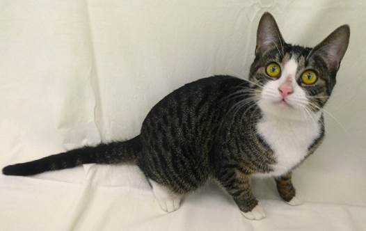 譲渡猫情報第C25082号(2)