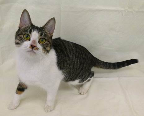 譲渡猫情報第C25085号(1)