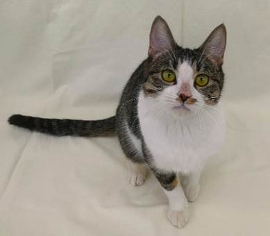 譲渡猫情報第C25085号(2)