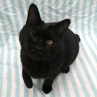 譲渡猫情報第C25092号(1)