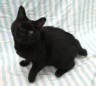 譲渡猫情報第C25092号(2)