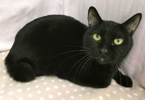 譲渡猫情報第C25093号(1)