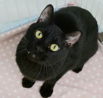 譲渡猫情報第C25093号(2)