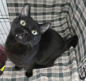 譲渡猫情報第C25093号(3)