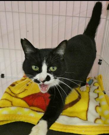 譲渡猫情報第C25102号(1)