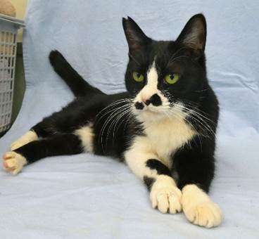 譲渡猫情報第C25102号(3)