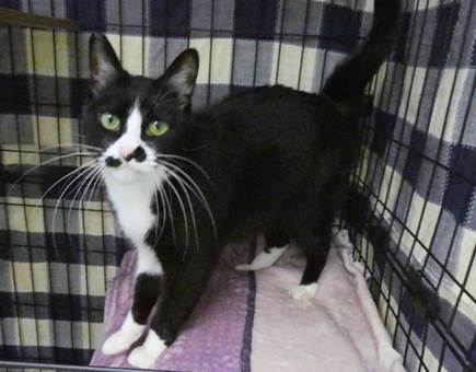 譲渡猫情報第C25102号(4)