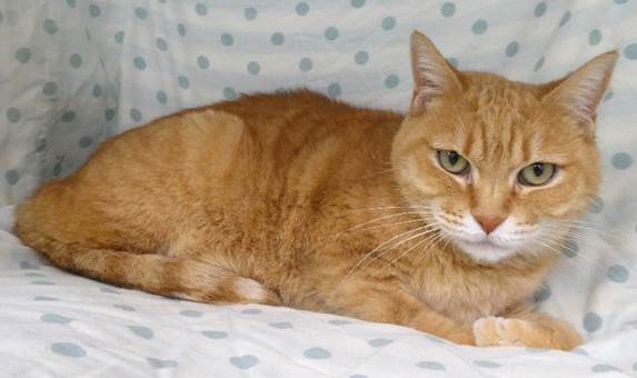 譲渡猫情報第C25103号(1)