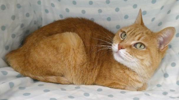 譲渡猫情報第C25103号(2)