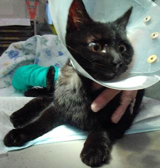 保護猫情報第C25106号