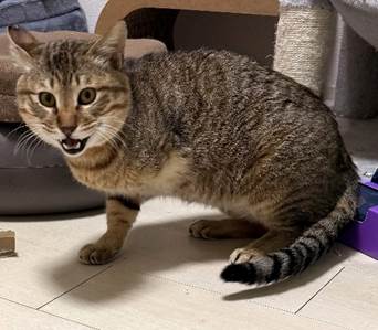 保護猫情報第C25110号