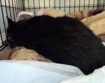 保護猫情報第111号