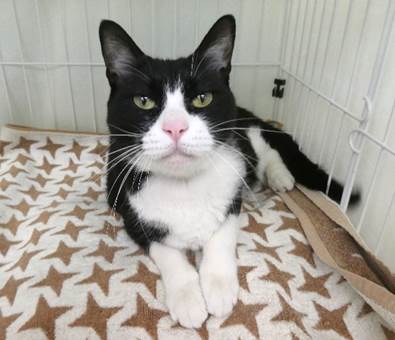 譲渡猫情報第C25112号(1)