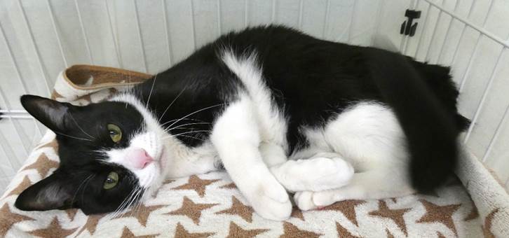 譲渡猫情報第C25112号(2)