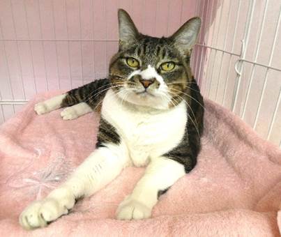 譲渡猫情報第C25113号(2)