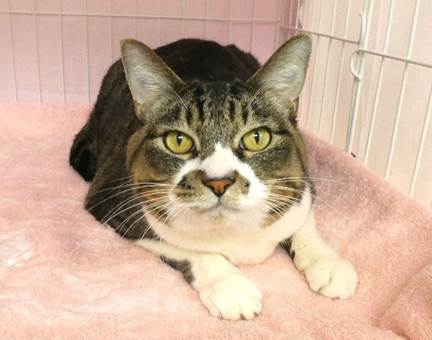 譲渡猫情報第C25113号(1)