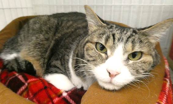 譲渡猫情報第C25114号(1)