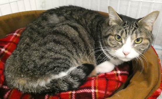 譲渡猫情報第C25114号(2)