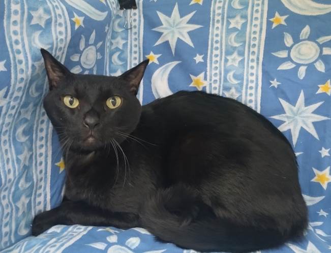 譲渡猫情報第C25115号(1)