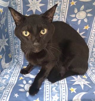 譲渡猫情報第C25115号(2)