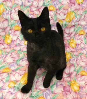 譲渡猫情報第C25116号