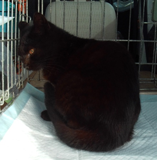 保護猫情報第C25116号