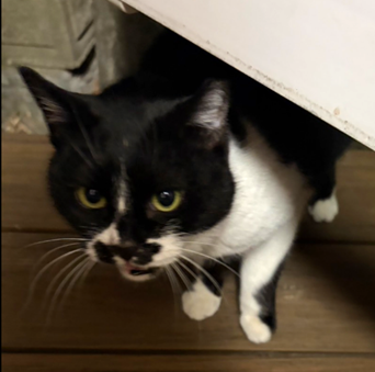 保護猫情報第C25117号