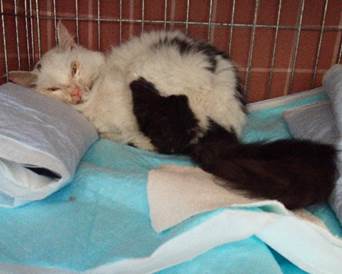 保護猫情報第C25119号