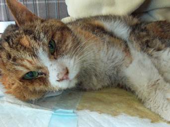 保護猫情報第C25120号