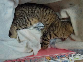 保護猫情報第C25121号