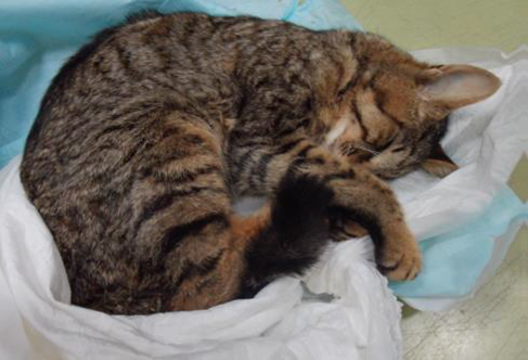 保護猫情報第C26007号