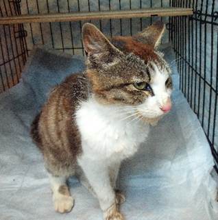 保護猫情報第C26016号