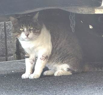 保護猫情報第C26023号