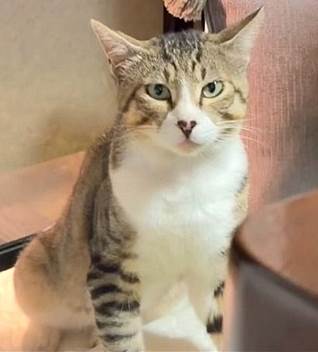 保護猫情報第号C26025号