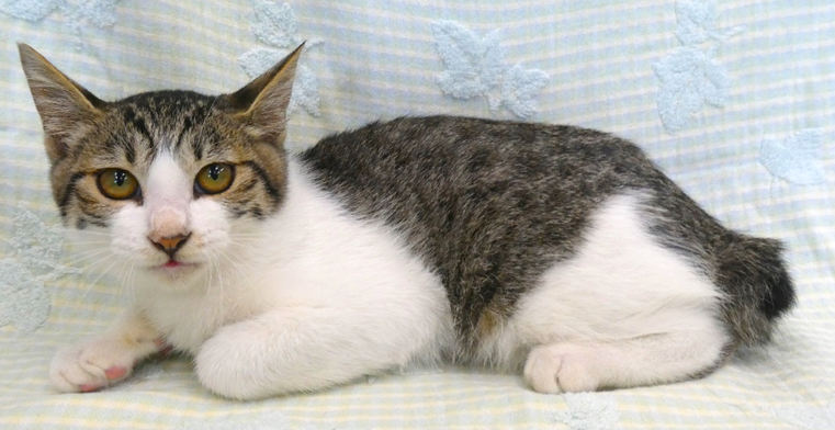 譲渡猫情報第C26031号