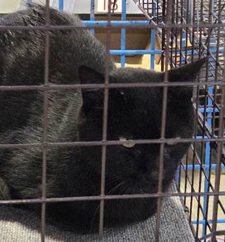 保護猫情報第C26043号