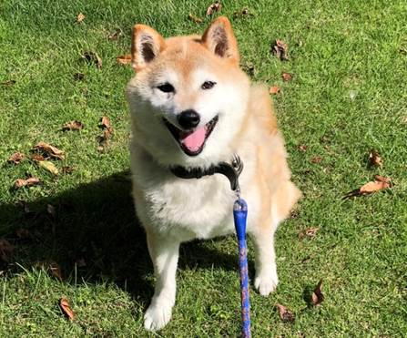 譲渡犬情報第D24018号-h