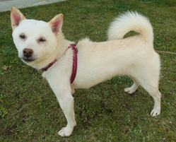 譲渡犬情報第D25004号(2)