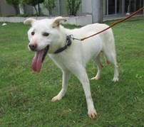 保護犬情第D25009号