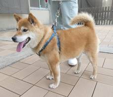 保護犬情報第D25014号